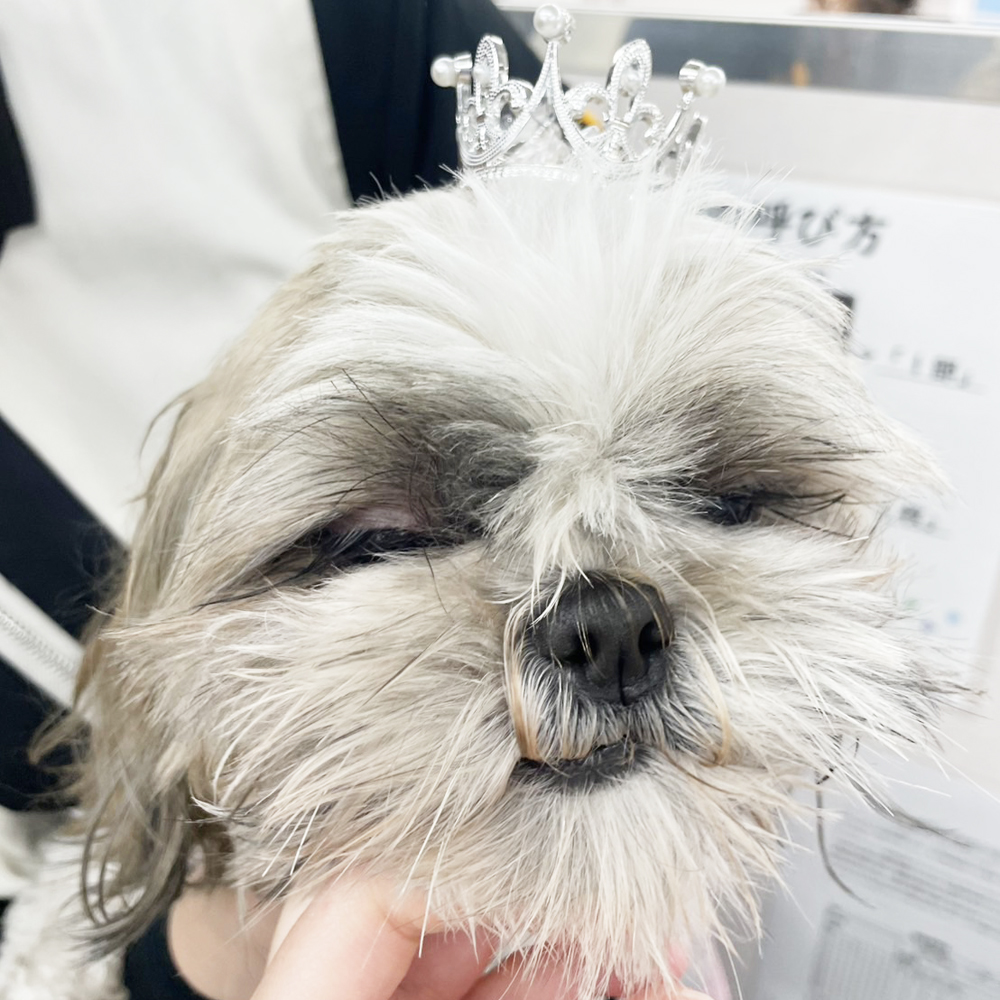 生徒が撮影したモデル犬写真②